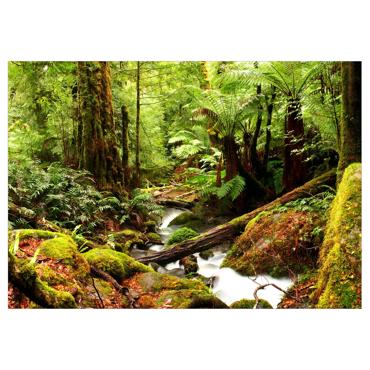 Vlies Fototapete Forest Brook | Grün