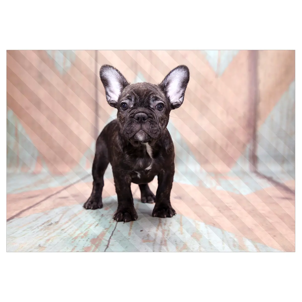 Vlies Fototapete French Bulldog | Pink