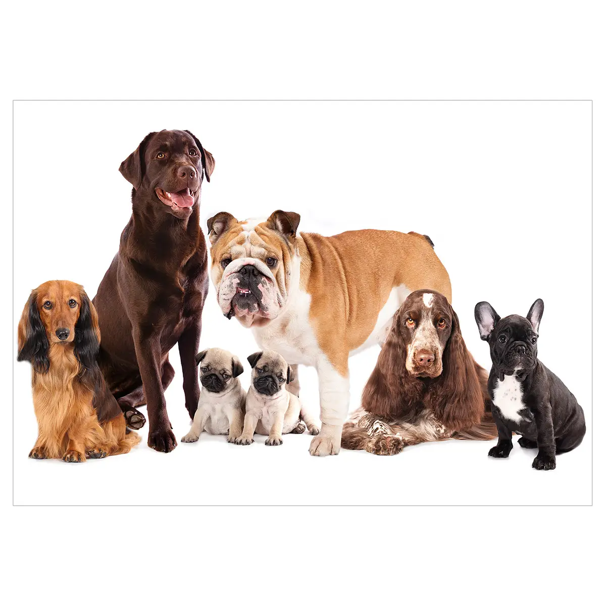Vlies Fototapete Dog Integration | Weiß