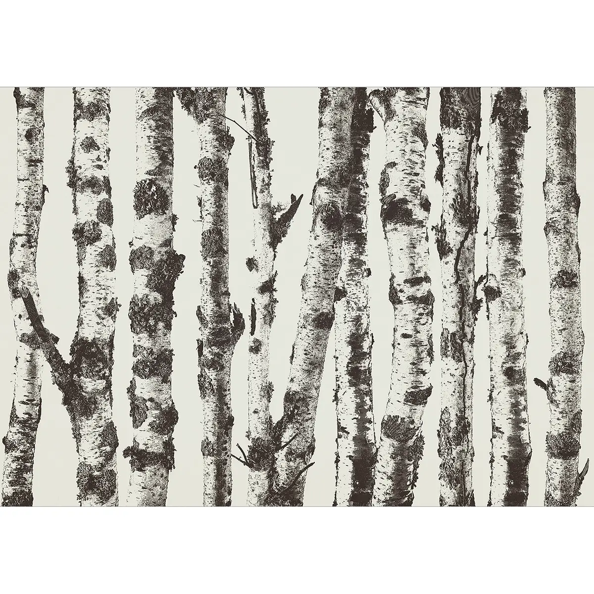 Vlies Fototapete Stately Birches | Grau