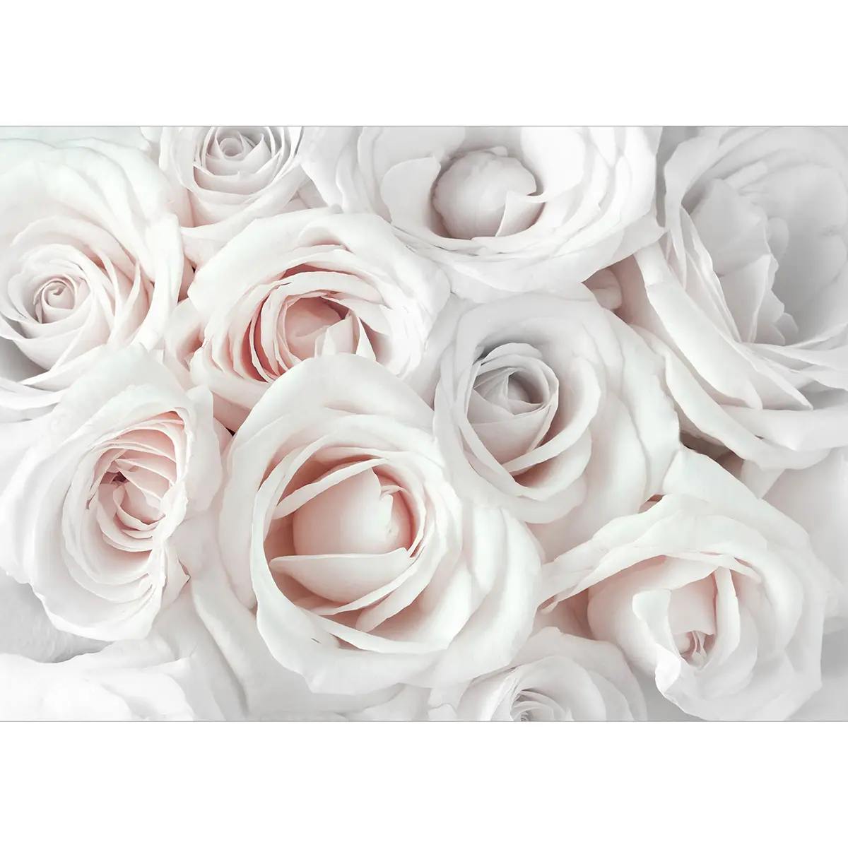 Fototapete Satin Rose | Weiß