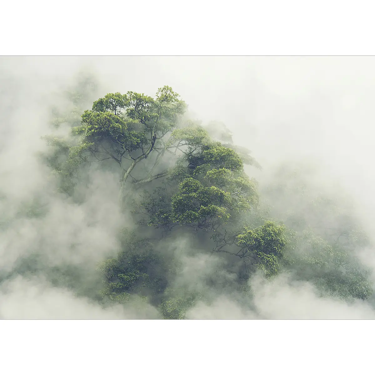 Fototapete Foggy Amazon | Grau