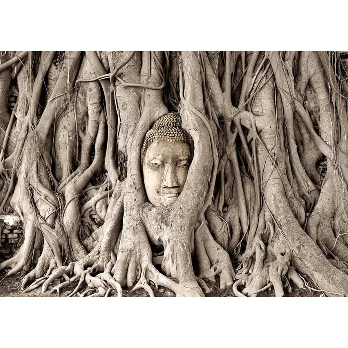 Vlies Fototapete Buddhas Tree | Braun