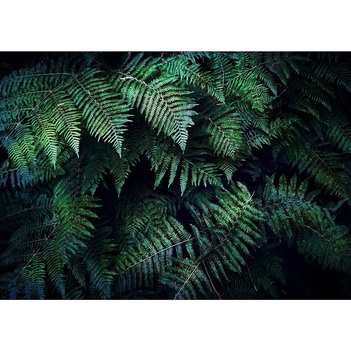 Vlies Fototapete In The Thicket | Grün