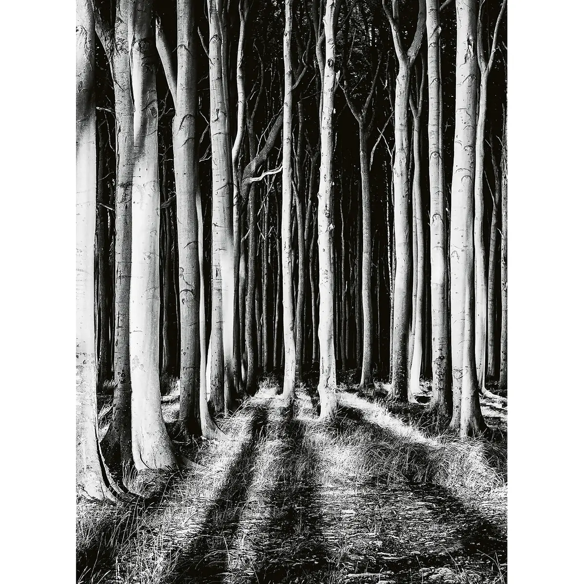 Fototapete Ghost Forest | Schwarz