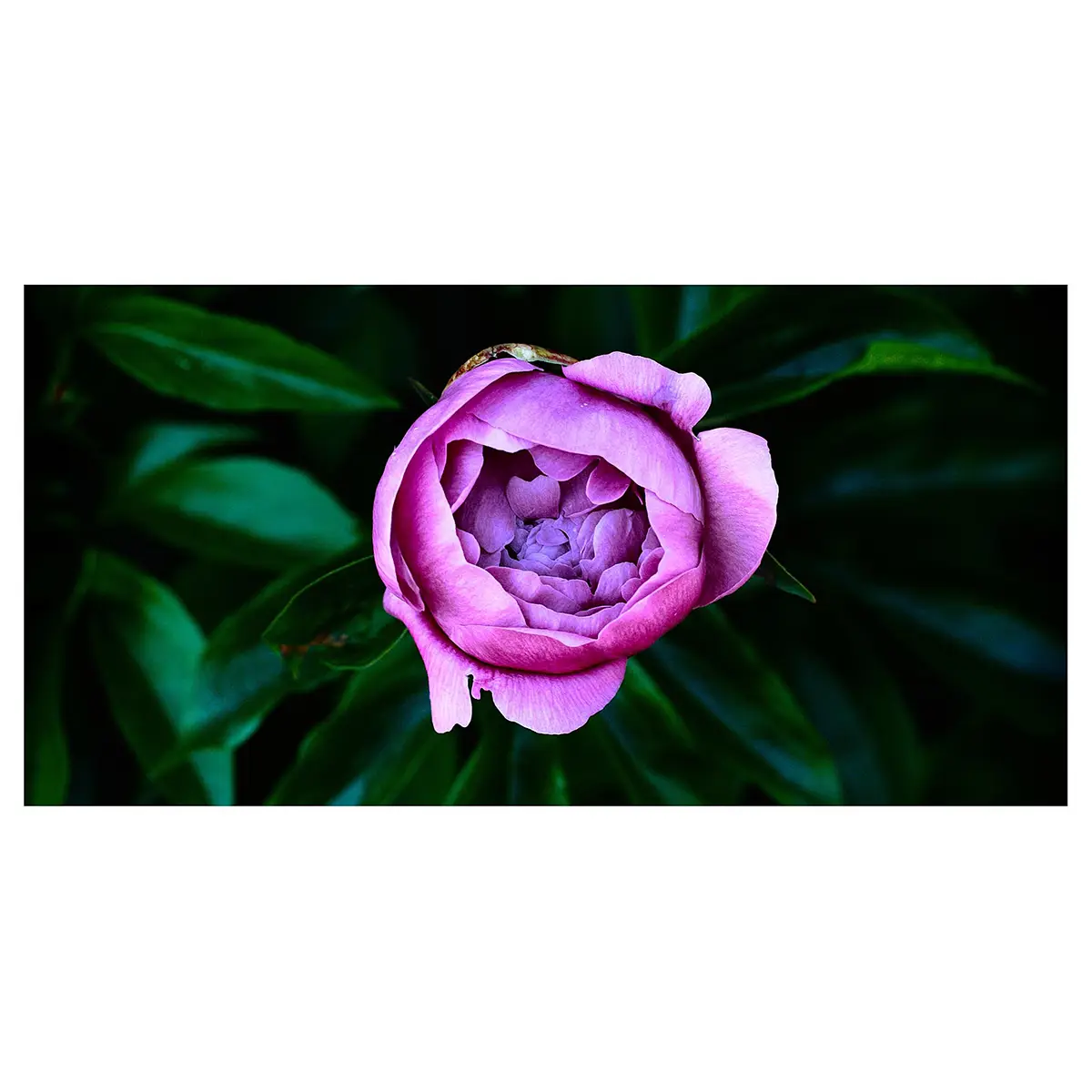 Vinylteppich Pfingstrosenblüte 160 x 80cm Grün | Grün