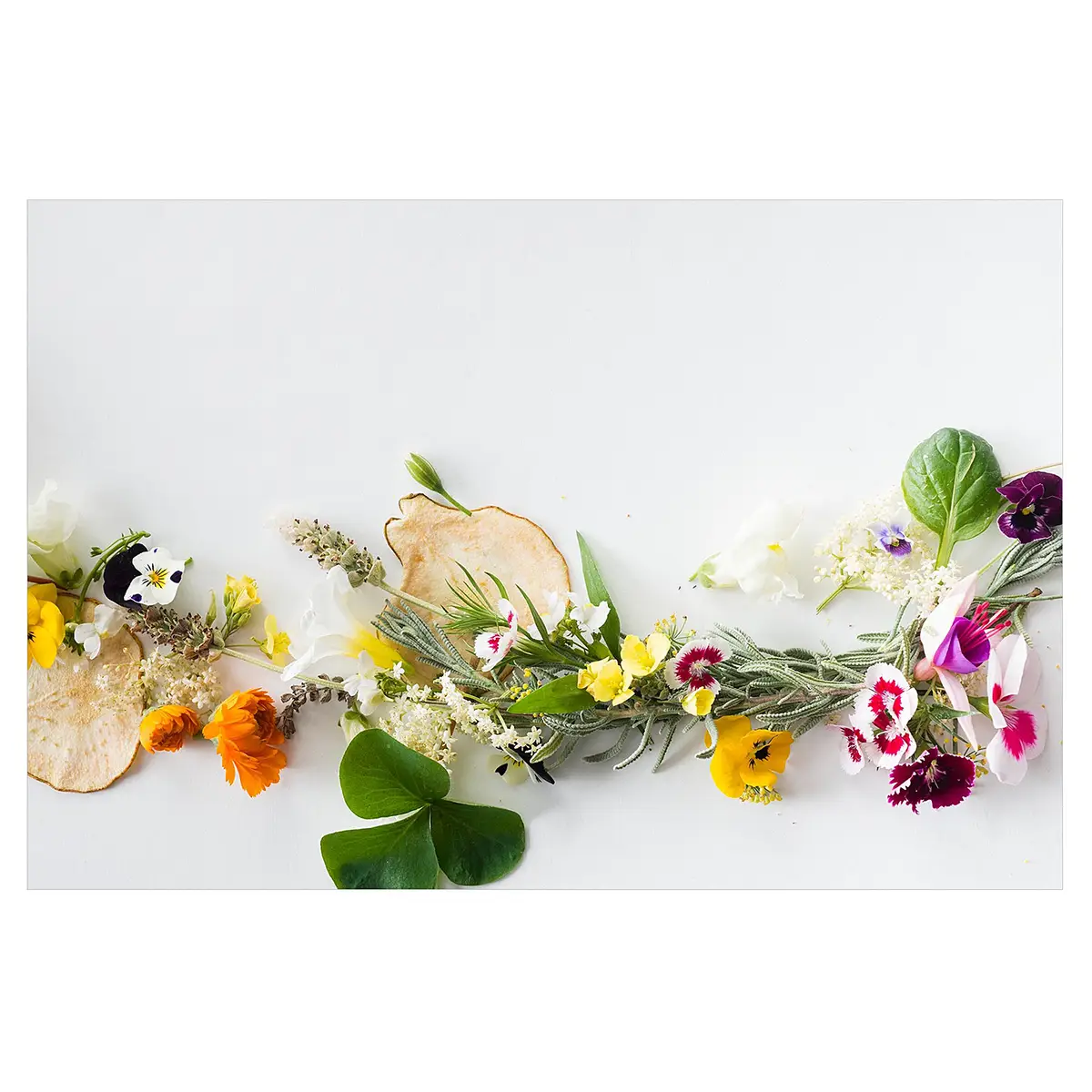 Vinylteppich Kräuter mit Essblüten | Mehrfarbig