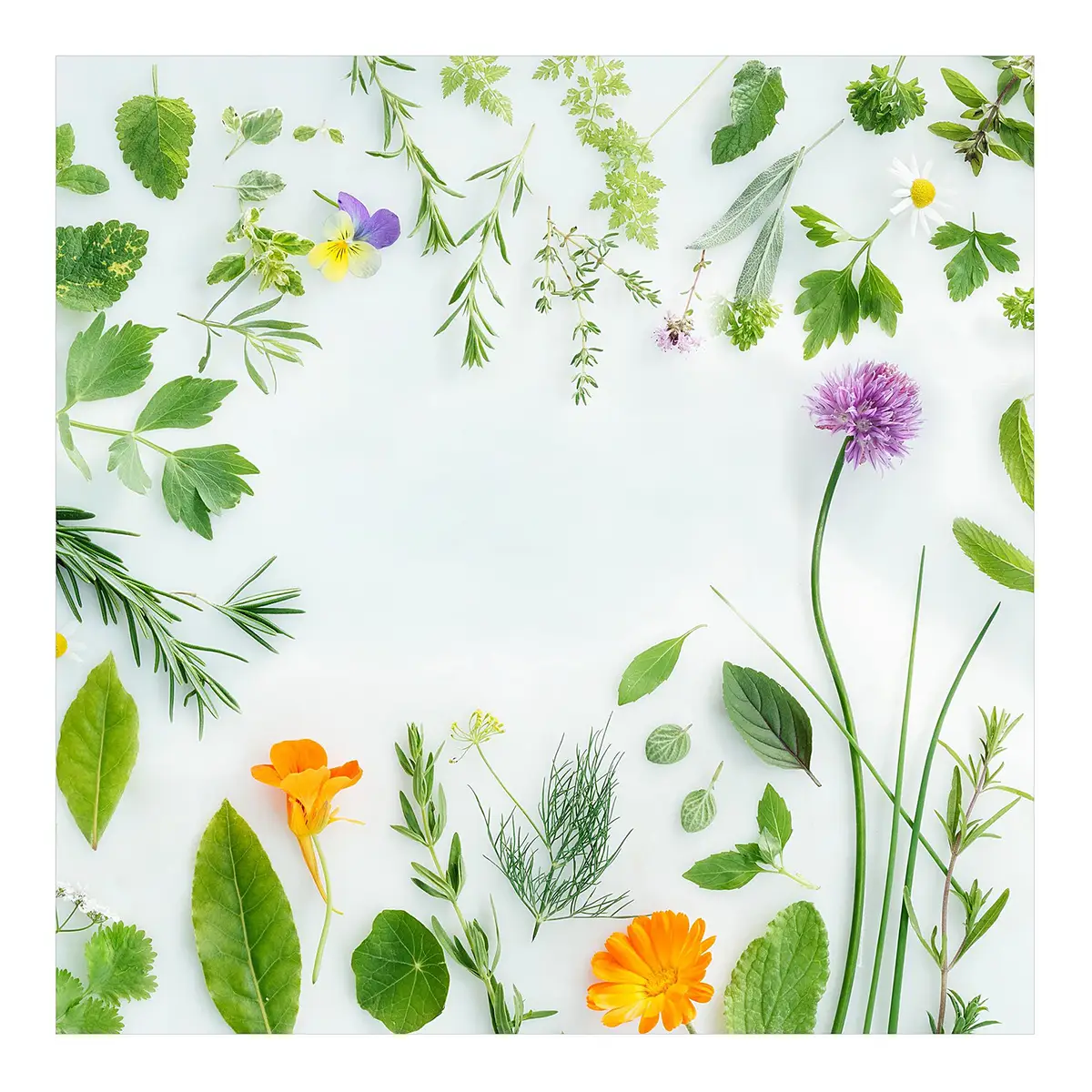 Vinylteppich Kräuter und Blüten 120 x 120cm Grün | Grün