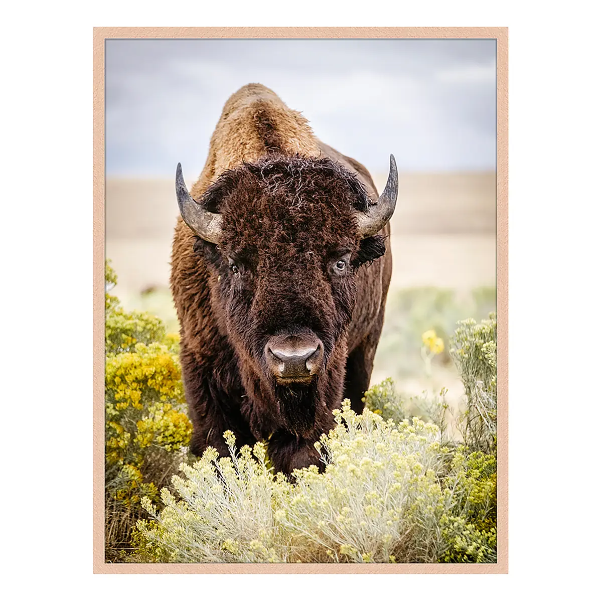 Bild North American Bison | Mehrfarbig