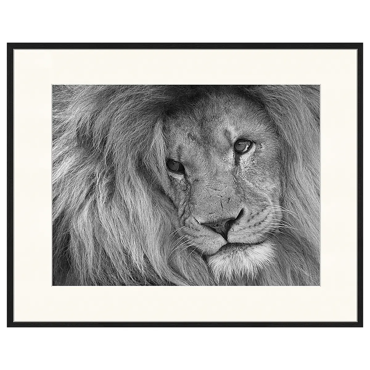 Bild Lion King | Mehrfarbig