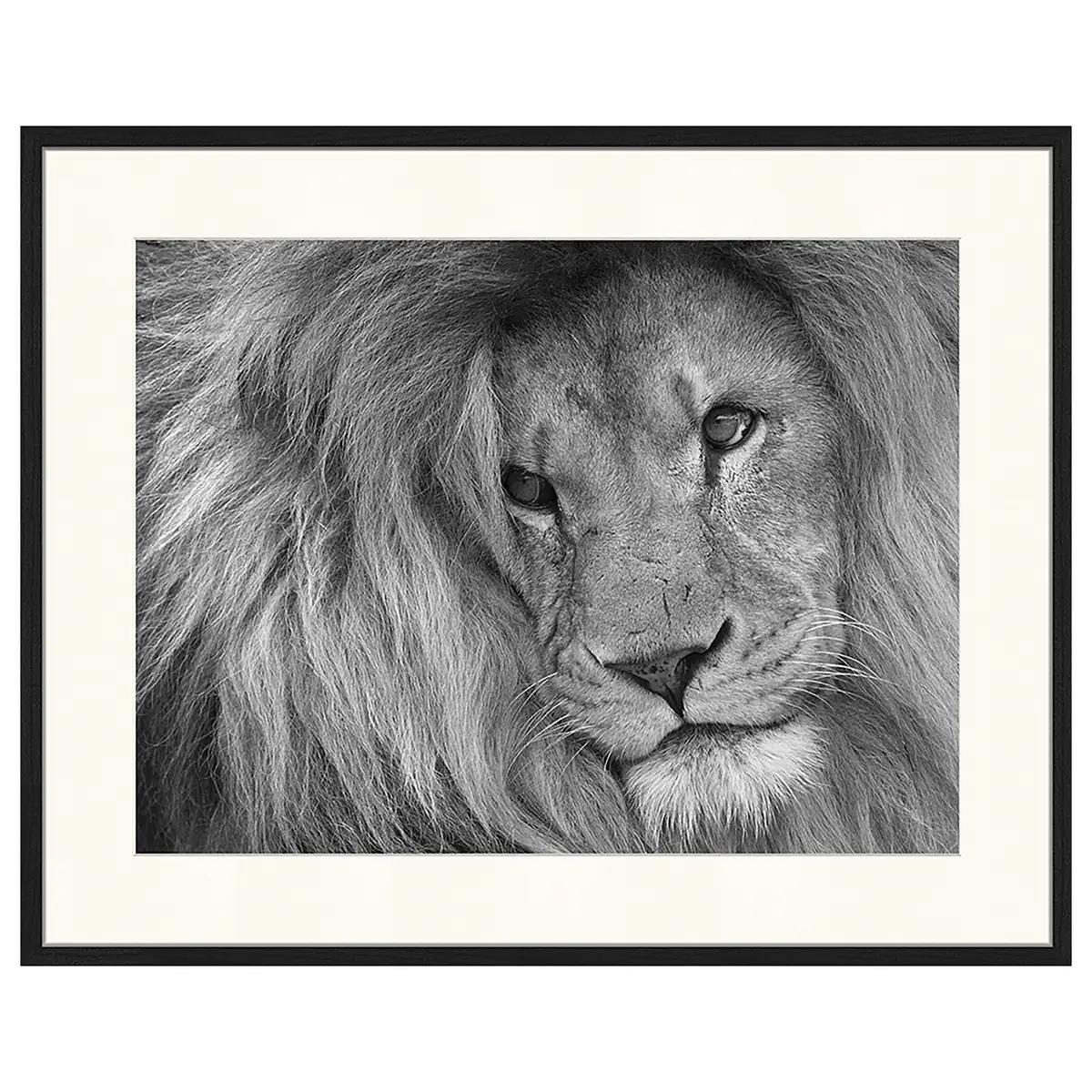 Bild Lion King | Mehrfarbig