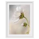 Bild Himmlischer Blütentraum II Kiefer teilmassiv - Weiß - 70 x 100 cm
