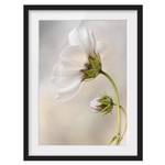Bild Himmlischer Blütentraum I Kiefer teilmassiv - Schwarz - 30 x 40 cm