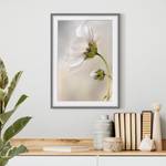 Bild Himmlischer Blütentraum III Kiefer teilmassiv - Grau - 50 x 70 cm