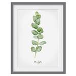 Bild Aquarell Botanik Eukalyptus III Kiefer teilmassiv - Grau - 30 x 40 cm