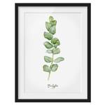 Bild Aquarell Botanik Eukalyptus I Kiefer teilmassiv - Schwarz - 40 x 55 cm