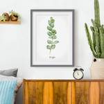 Impression aquarelle Eucalyptus III Partiellement en pin massif - Gris - 40 x 55 cm