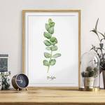 Impression aquarelle Eucalyptus IV Partiellement en chêne massif - Chêne - 50 x 70 cm