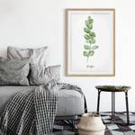 Impression aquarelle Eucalyptus IV Partiellement en chêne massif - Chêne - 50 x 70 cm
