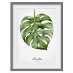 Impression d’art aquarelle Monstera III Partiellement en pin massif - Gris - 40 x 55 cm