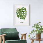 Bild Aquarell Botanik Monstera II Kiefer teilmassiv - Weiß - 50 x 70 cm