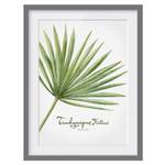 Afbeelding Aquarel Trachycarpus III deels massief grenenhout - grijs - 30 x 40 cm