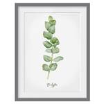 Impression aquarelle Eucalyptus III Partiellement en pin massif - Gris - 70 x 100 cm