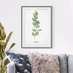 Impression aquarelle Eucalyptus III Partiellement en pin massif - Gris - 70 x 100 cm