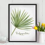 Impression aquarelle Trachycarpus I Pin massif - Noir - 70 x 100 cm