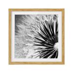 Bild Pusteblume Schwarz & Weiß IV Eiche teilmassiv - Eiche - 70 x 70 cm