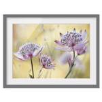 Afbeelding Astrantia Major III deels massief grenenhout - grijs - 55 x 40 cm