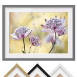 Impression d’art Astrantia Major III Partiellement en pin massif - Gris - 55 x 40 cm