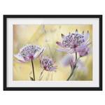 Afbeelding Astrantia Major I deels massief grenenhout - zwart - 55 x 40 cm