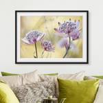 Afbeelding Astrantia Major I deels massief grenenhout - zwart - 55 x 40 cm