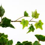 Künstliche Hängepflanze Efeu Glas Weiß - Grün - Kunststoff
