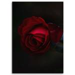 Wandbild Rote Rose Blume Natur
