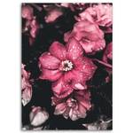 Bilder Rosa Blumen Natur Pflanzen 80 x 120 cm