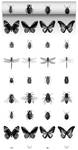 XXL-Vliestapete Zeichnungen Insekten von