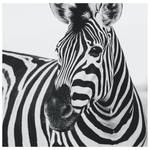 Leinwandbild Schnauze des Zebras Grau