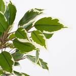 Kunstpflanze Ficus Natasja Cremeweiß - Grün