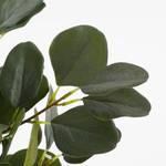 Kunstpflanze Eukalyptus Grün - Textil - 15 x 75 x 15 cm