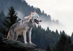 Wolf Vlies Tiere Nebel Wald Fototapete