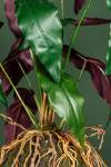 K眉nstliche Pflanze Trifolium