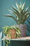 Panier Plante Atlantic Marron