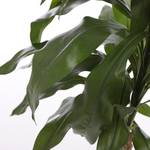 Dracaena Kunstpflanze