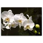 Bilder Orchideen Natur Blumen