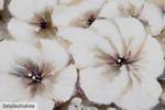 Acrylbild handgemalt Reinheit der Blumen Beige - Weiß - Massivholz - Textil - 80 x 80 x 4 cm