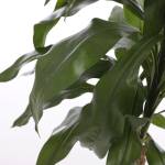 Kunstpflanze Dracaena Höhe: 100 cm