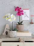 Phalaenopsis Kunstpflanze