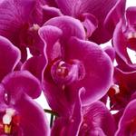 Kunstpflanze Violett Orchidee 42 cm Flieder - Violett
